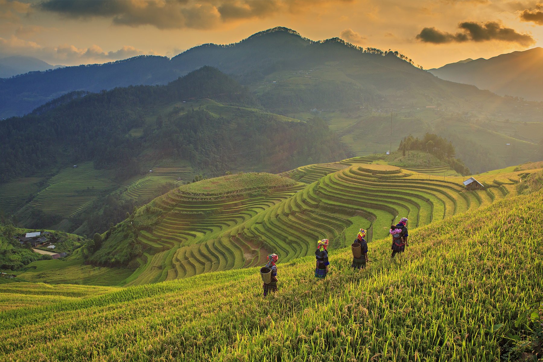 Tour Tây Bắc: Mù Cang Chải - Tú Lệ