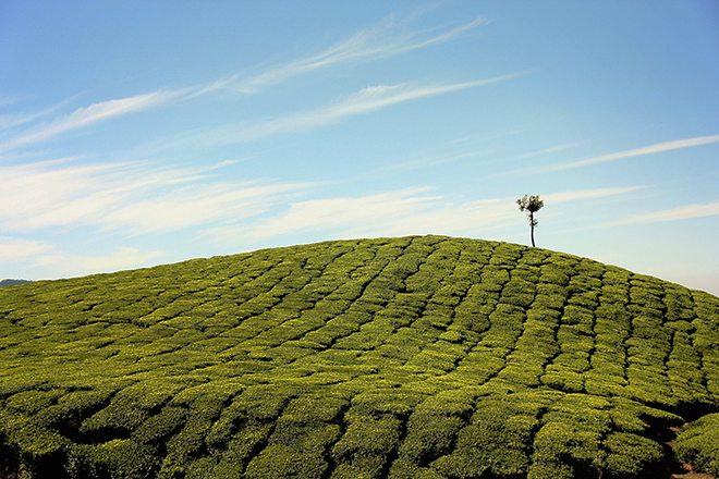 Những địa điểm du lịch ở Indonesia hớp hồn du khách - Những đồi chè xanh mát ở Bandung đưa bạn tới những trải nghiệm mới mẻ. Ảnh: Unsplash
