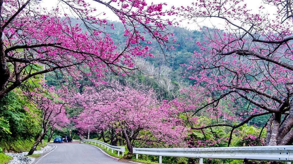 điểm du xuân đầu năm Việt Nam - Mùa xuân Đà Lạt là mùa của sắc hồng hoa anh đào. Ảnh: Sưu tầm