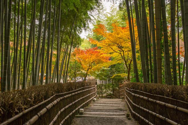 Tận hưởng mùa thu Nhật Bản ở rừng tre Sagano