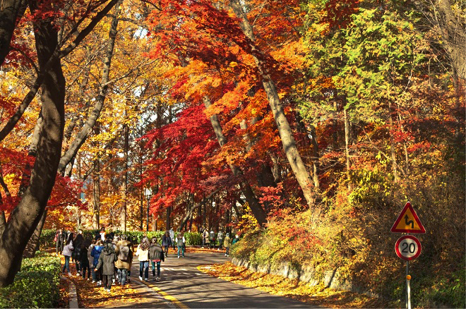 Du lịch mùa thu vàng - những điểm ngắm lá đẹp nhất Seoul - Vừa leo núi Nansan vừa tận hưởng quãng thời gian bình yên của mùa thu. Ảnh: PopinSeoul