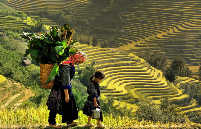 địa điểm du lịch mùa lúa chín Việt Nam - Y Tý mùa lúa chín. Ảnh: Baomoi.com