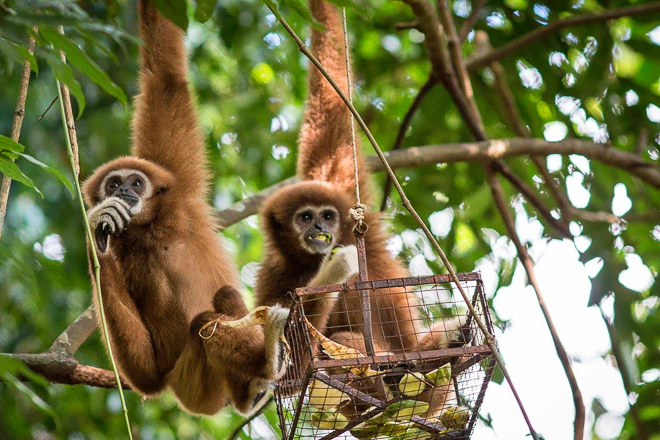 Đi du lịch Phuket đừng bỏ lỡ 5 trải nghiệm thú vị sau - Khu bảo tồn loài vượn. Nguồn: Gibbon Rehabilitation Center