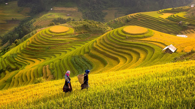 địa điểm du lịch mùa lúa chín Việt Nam - Ruộng bậc thang vào mùa lúa chín Sapa. Ảnh: Unsplash