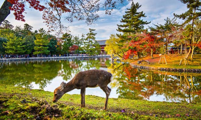 Tour du lịch Nhật Bản mùa thu: Công viên Deer Park