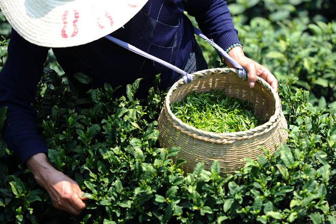 du lịch Hàng Châu Trung Quốc tự túc - Những búp trà Long Tỉnh tươi ngon được hái vào buổi sáng sớm. Ảnh: Topchinatravel