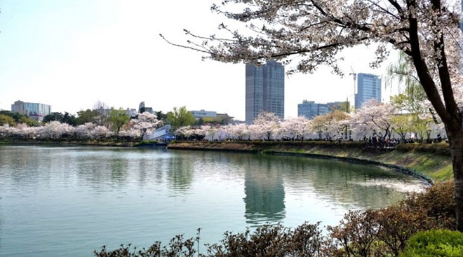 Khách đặt tour du lịch Hàn Quốc tháng 3 được ngắm hoa tại hồ Seokchon