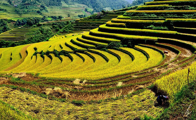 địa điểm du lịch mùa lúa chín Việt Nam - Du lịch mùa lúa chín không thể bỏ qua ruộng bậc thang Bắc Sơn. Ảnh: Shutterstock