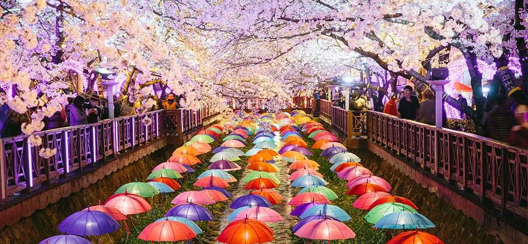 Đặt tour du lịch Hàn Quốc tháng 3 để ngắm hoa anh đào rực rỡ