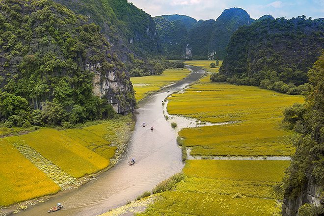 địa điểm du lịch mùa lúa chín Việt Nam - Mùa lúa chín vàng tại Tam Cốc. Ảnh: Shutterstock