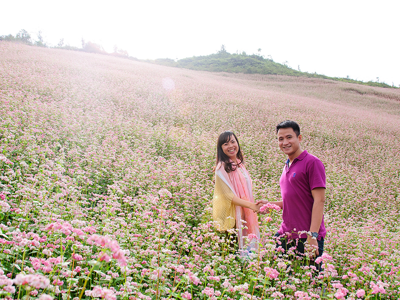 địa điểm du lịch miền Bắc - Cánh đồng hoa tam giác mạch Hà Giang.