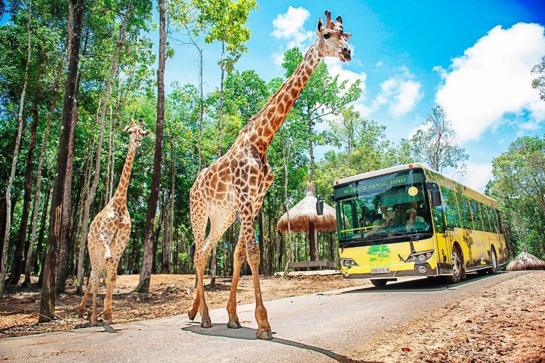 Top công viên giải trí Việt Nam - Ở Vinpearl Safari, các loài thú được nuôi thả tự nhiên, tạo điều kiện sống gần gũi với môi trường hết mức có thể. Ảnh: traveloka.com