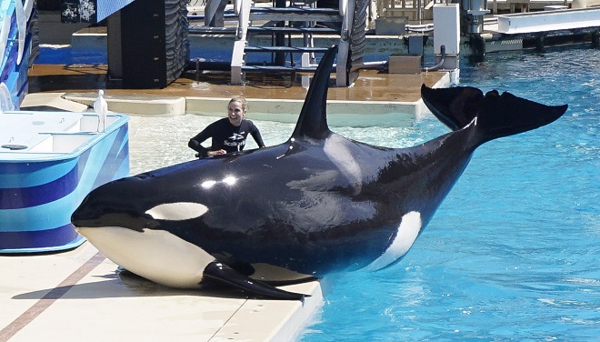 SeaWorld