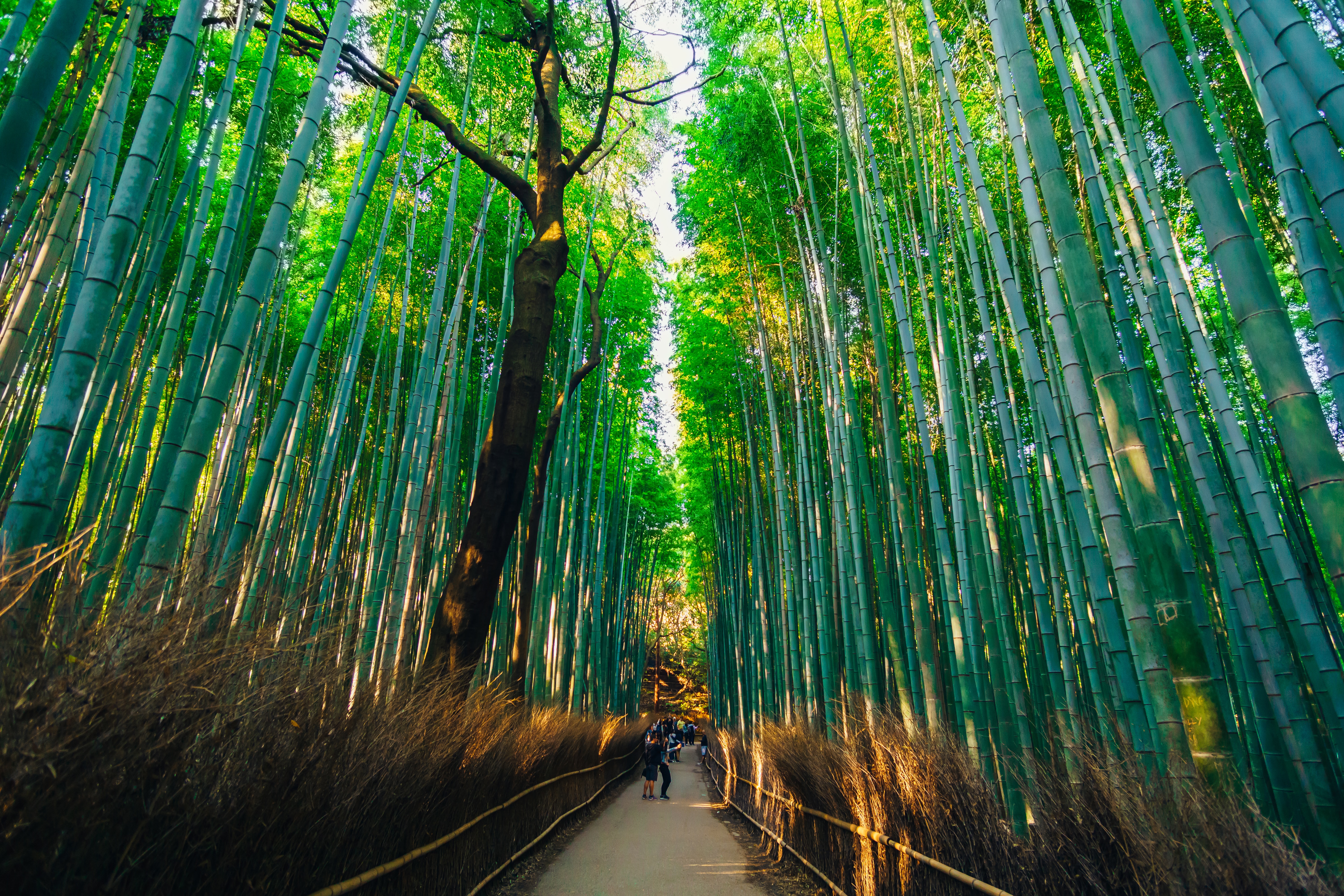 Du lịch Kyoto - Rừng tre Arashiyama