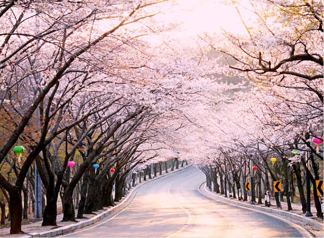 Hoa đào thu hút khách du lịch Hàn Quốc tháng 3