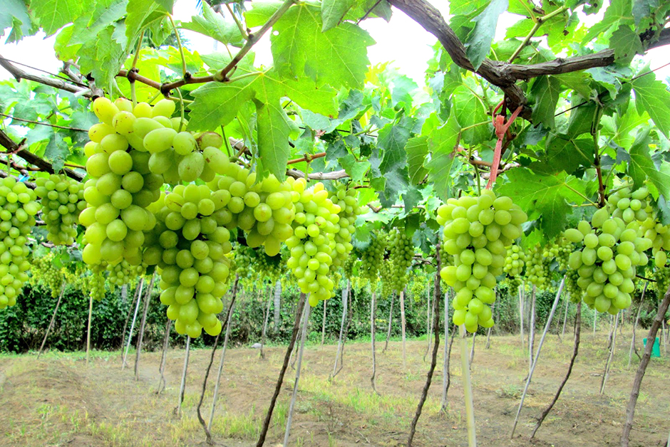 Vườn nho Ninh Thuận - Ninh Thuan Grape Farm | Yeudulich