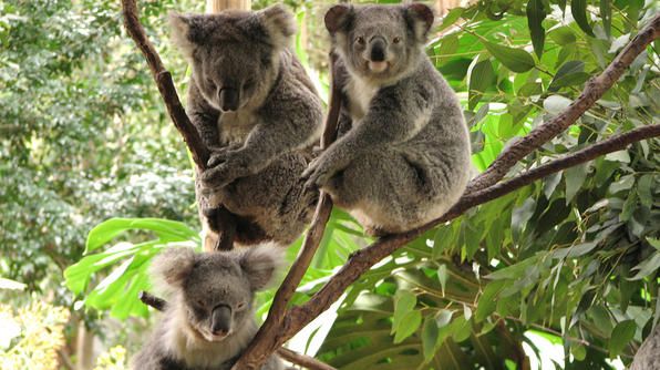 Khu bảo tồn Koala - Koala Park Sanctuary | Yeudulich