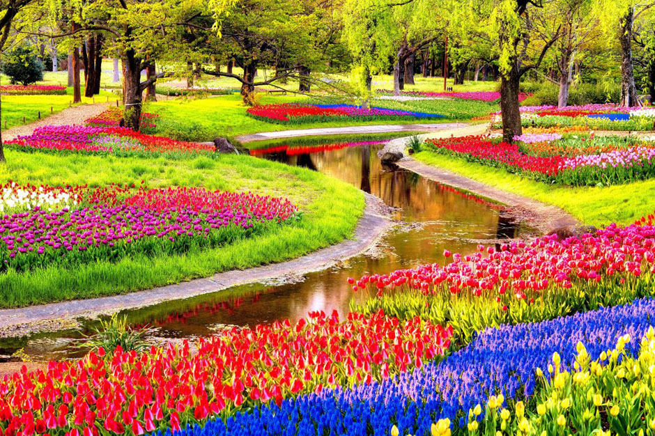 Vườn hoa tulip tại Công viên kỉ niệm Showa - Tokyo - lovejapannews.com