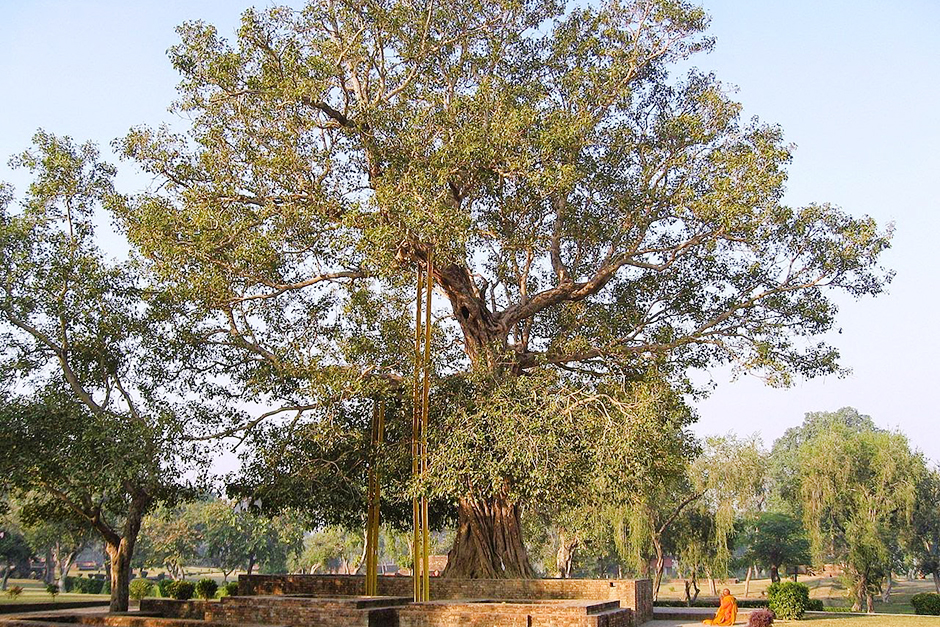 Cây Bồ Đề Ananda - Ananda Bodhi Tree - Shravasti - Ấn Độ