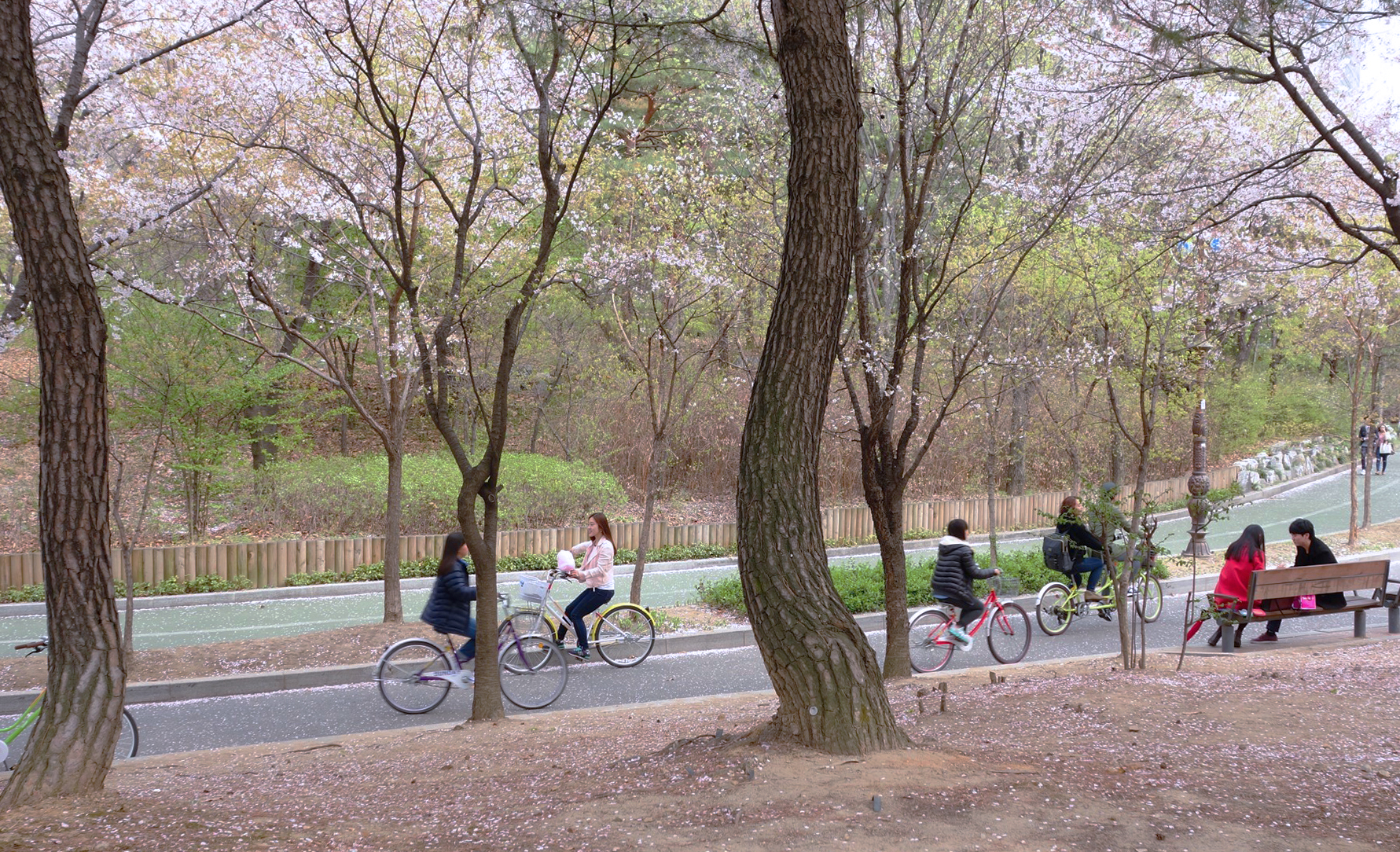 Công viên Yeouido - Yeouido Park - Seoul - Hàn Quốc