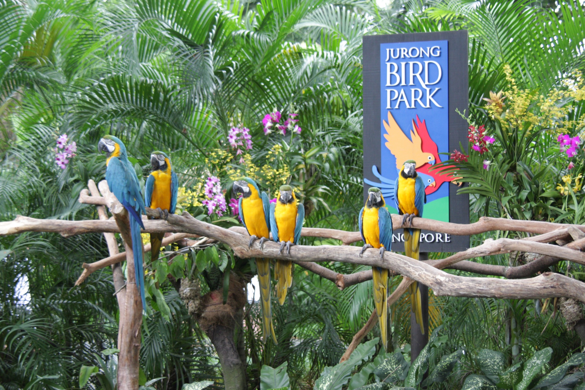 Vườn chim Jurong - Jurong Bird Park - Singapore - Singapore