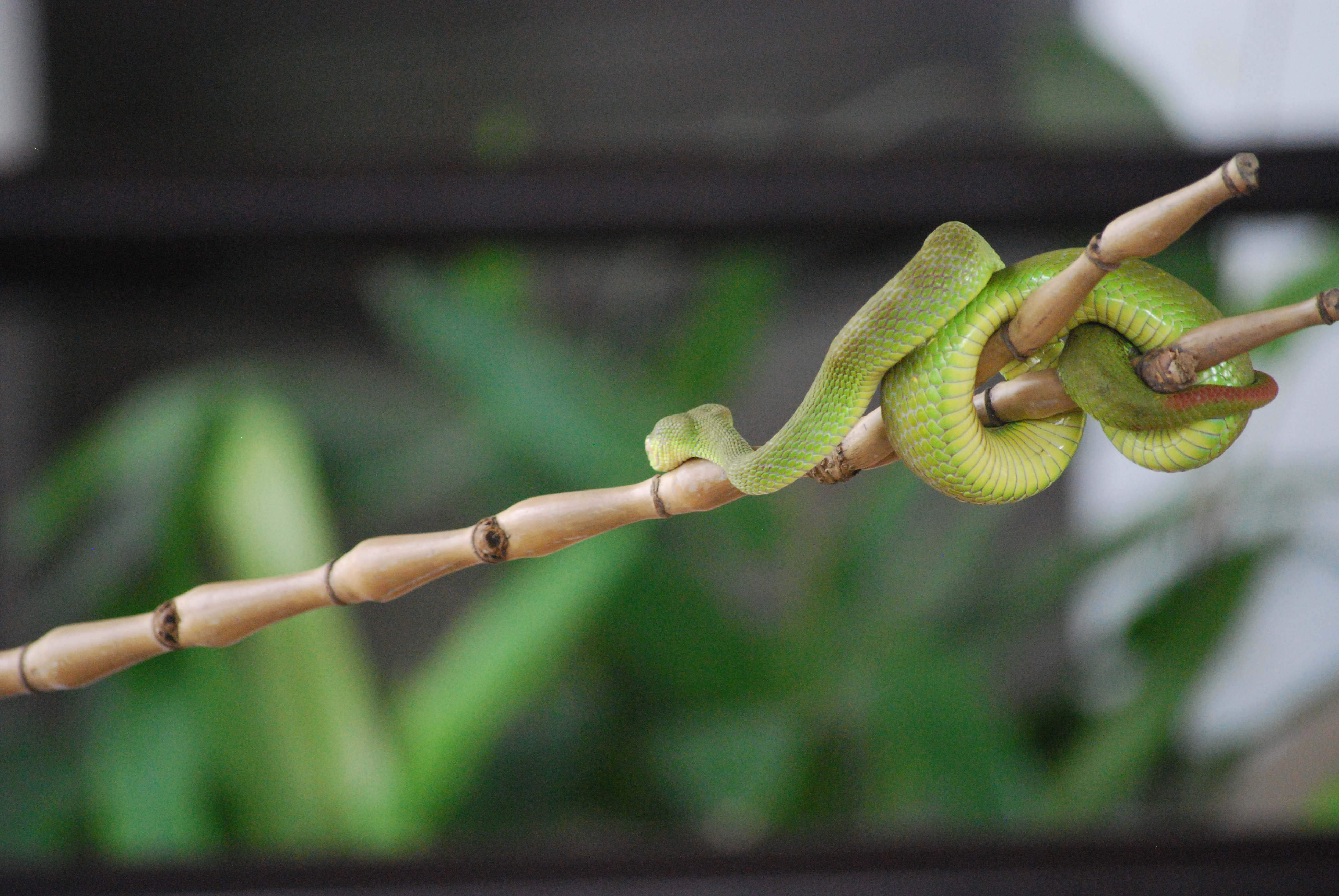 Trại Rắn - Snake Farm - Pattaya - Thái Lan