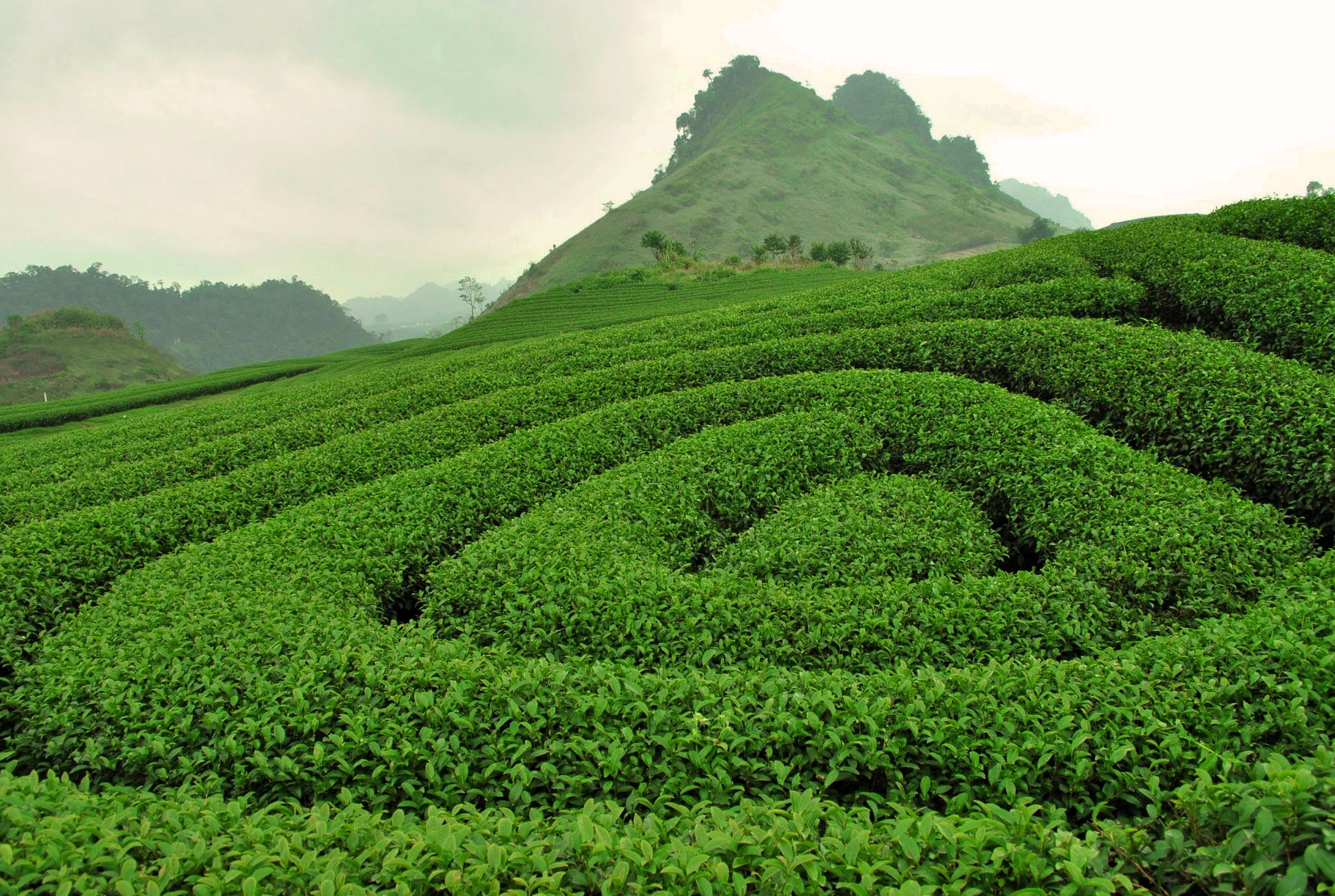 Đồi chè Trái Tim - Moc Chau Tea Plantation | Yeudulich