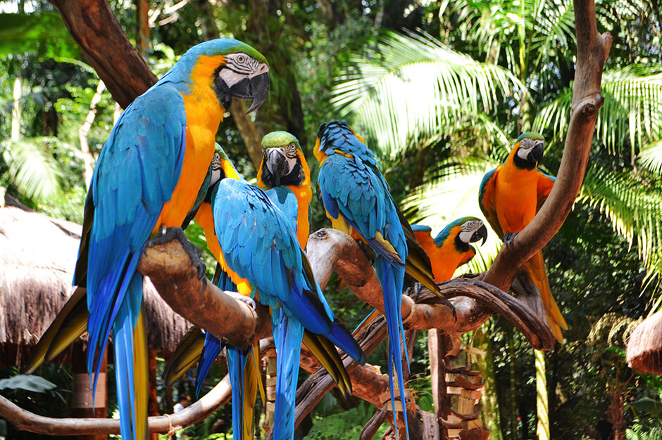Công viên Aves - Parque das Aves - Parana - Brazil