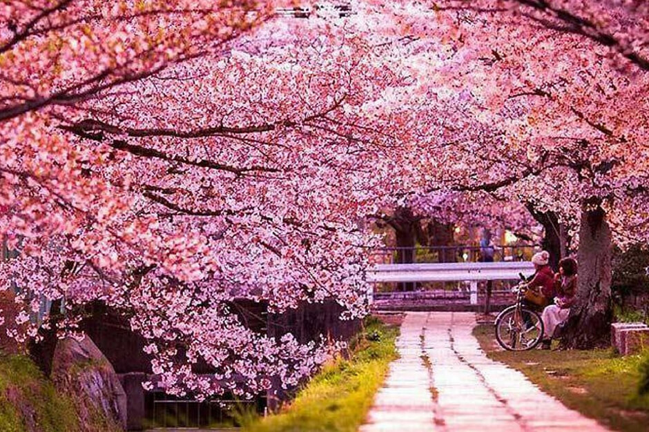Lễ hội hoa anh đào Kawazuzakura - Kawazu Cherry Blossom Festival | Yeudulich
