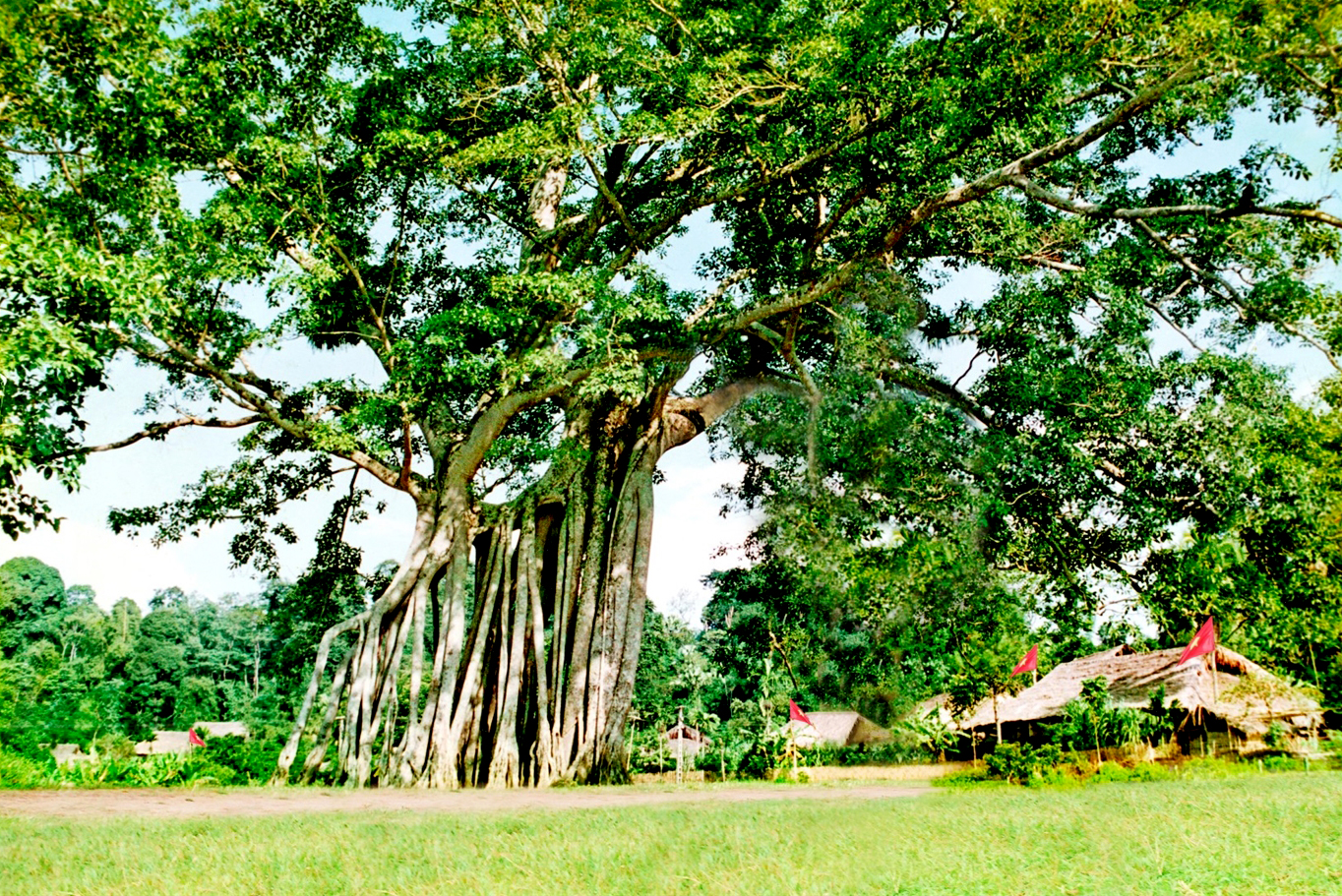 Cây đa Tân Trào - Historic banyan tree Tan Trao | Yeudulich
