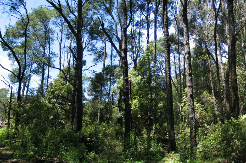 Khu bảo tồn Grants - Grants Picnic Ground - Kallista - Úc