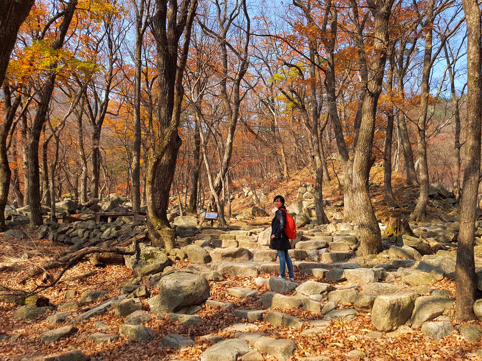 Du lịch mùa thu vàng - những điểm ngắm lá đẹp nhất Seoul - Công viên Haneul là một điểm ngắm lá vàng vô cùng cổ kính và lãng mạn. Ảnh Haneul park