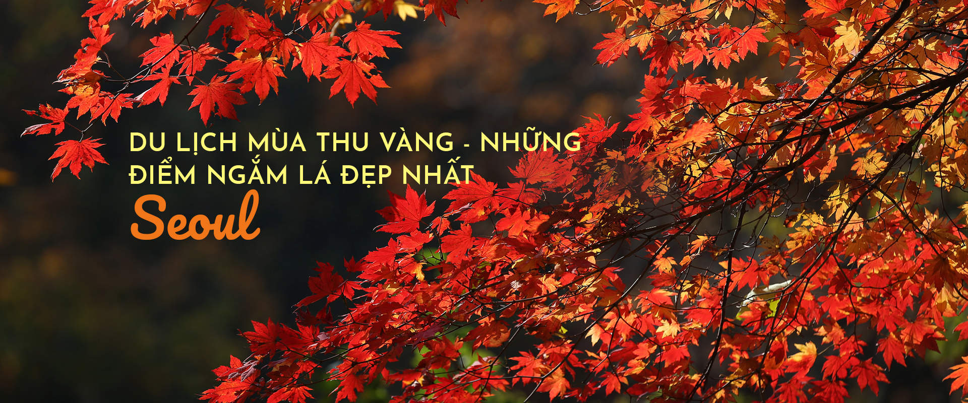 Du lịch mùa thu vàng - những điểm ngắm lá đẹp nhất Seoul