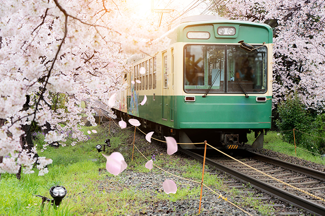 Tour du lịch Kyoto thấp nhất có giá chỉ từ 27.990.000 đồng với vô số trải nghiệm thú vị. Ảnh: national geographic